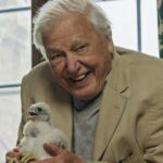 David Attenborough no documentário sobre a vida selvagem em Londres, seu mais recente trabalho
