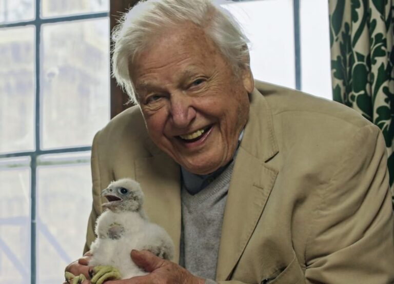 David Attenborough faz 100 anos: veja sua história e cenas marcantes de seus documentários ambientais