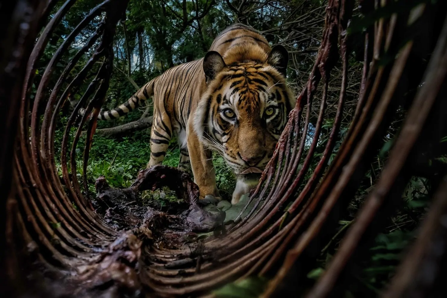 Um tigre-de-sumatra é captado na floresta, como sentinela silenciosa de um ecossistema ameaçado.