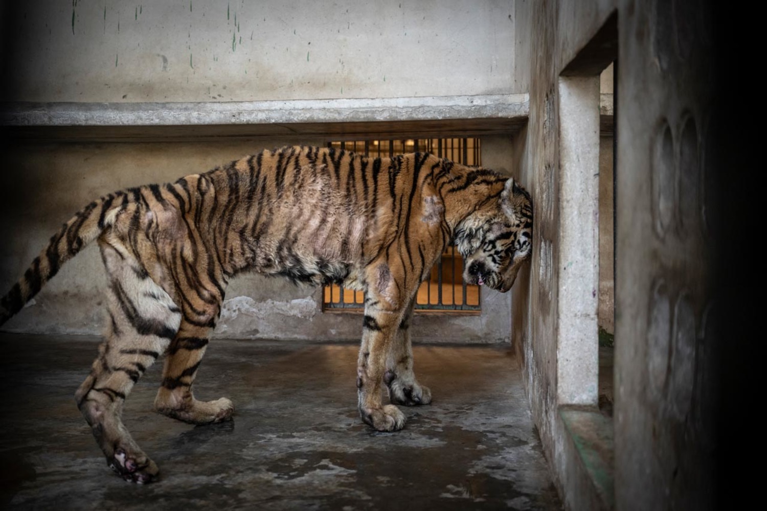 Tigresa em cativeiro usada para reprodução. Uma denúncia visual sobre exploração animal