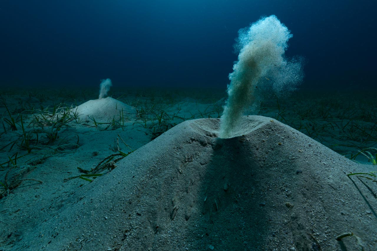 Vermes marinhos filtrando areia no fundo do Mediterrâneo, foto vencedora do Prêmio de Fotografia Ambiental 2025 – Fundação Príncipe Albert II de Mônaco