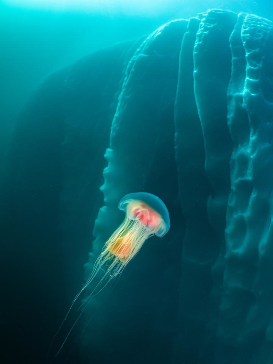  Uma água-viva nada diante de um iceberg na Groenlândia, premiada no concurso de Fotografia Ambiental da Fundação Príncipe Albert II de Mônaco