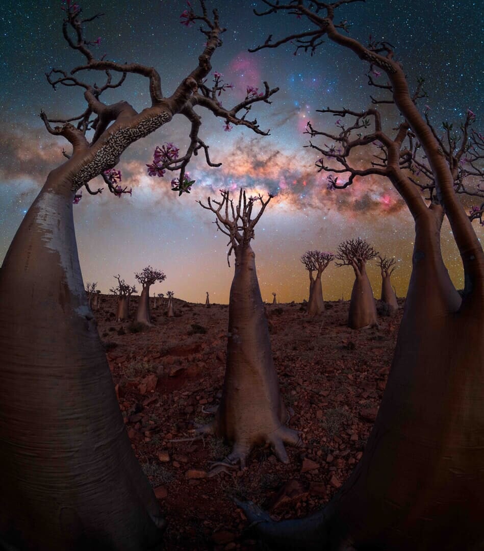 Paisagem de árvores-garrafa em Socotra, Iêmen, com o céu noturno estrelado mostrando a Via Láctea