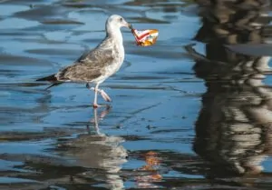 Pássaro branco com lixo no bico, um problema de saúde dos oceanos