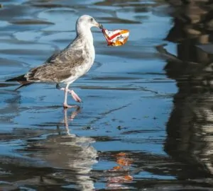 Pássaro branco com lixo no bico, um problema de saúde dos oceanos