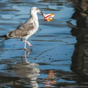 Pássaro branco com lixo no bico, um problema de saúde dos oceanos