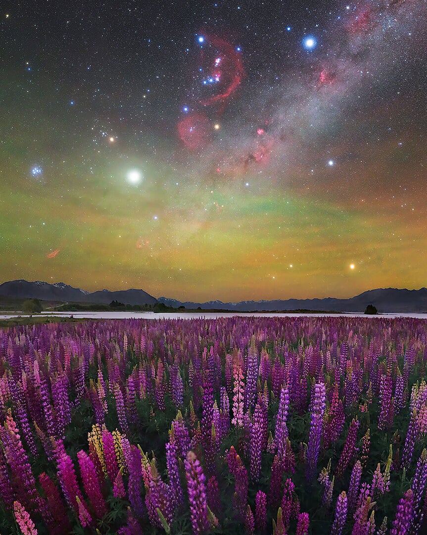 Campo de flores de lupino sob o céu estrelado em Lake Tekapo, Nova Zelândia.