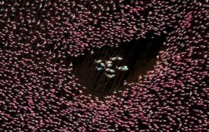 Flamingos e pelicanos em um lago. Imagem aérea capturada com drone