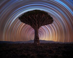 Uma árvore-dragão sob um céu estrelado na ilha de Socotra é uma das fotos selecionadas no concurso do Observatório de Greenwich