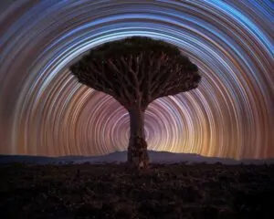 Uma árvore-dragão sob um céu estrelado na ilha de Socotra é uma das fotos selecionadas no concurso do Observatório de Greenwich