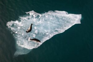 Focas descansando em um bloco de gelo na Islândia. A foto foi premiada no concurso de fotografia aérea