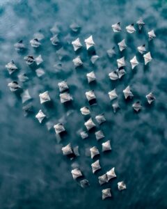 Arraias nadando. A foto aérea foi feita com um drone