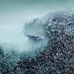 Imagens aéreas premiadas mostram a força da natureza selvagem em novos ângulos