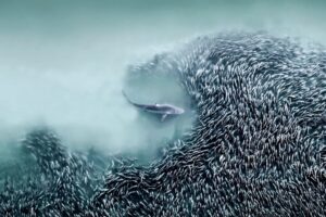 Tubarão nadando perto de um cardume de peixes. Foto premiada no concurso de fotografia aérea