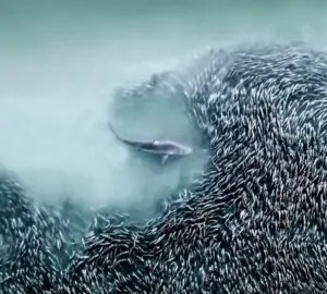 Tubarão nadando perto de um cardume de peixes. Foto premiada no concurso de fotografia aérea