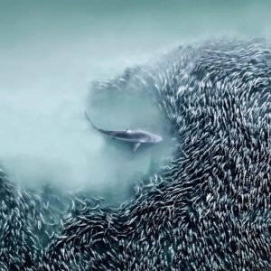 Tubarão nadando perto de um cardume de peixes. Foto premiada no concurso de fotografia aérea