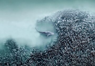 Tubarão nadando perto de um cardume de peixes. Foto premiada no concurso de fotografia aérea