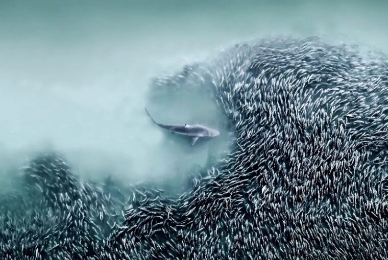 Tubarão nadando perto de um cardume de peixes. Foto premiada no concurso de fotografia aérea