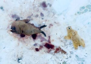 Urso polar comendo uma morsa