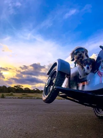 Dois cachorros em um sidecar em uma estrada de Brasília. O fotógrafo brasileiro ficou com o segundo lugar no concurso de fotos com iPhone
