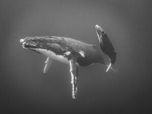 Uma baleia e seu filhote nadando nas águas das ilhas Vava’u, Tonga. A imagem foi premiada no concurso de fotos com celular
