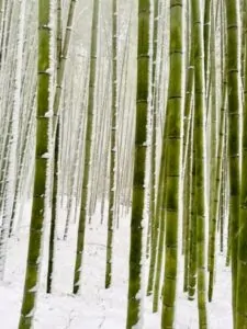 Floresta de bambus no Japão, coberta de neve