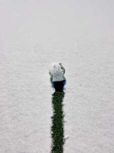 Paisagem coberta de neve com um trilha de grama no meio