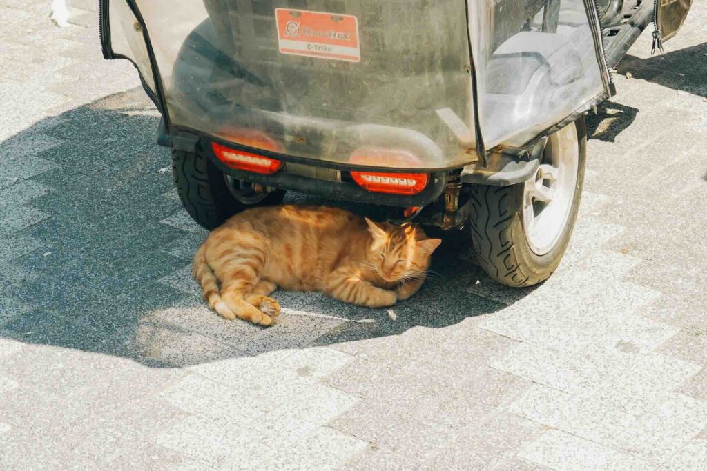 Gato com calor abrigado na sombra de carrinho de golfe