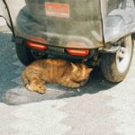 Gato com calor abrigado na sombra de carrinho de golfe