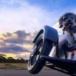 Dois cachorros em um sidecar em uma estrada de Brasília. O fotógrafo brasileiro ficou com o segundo lugar no concurso de fotos com iPhone
