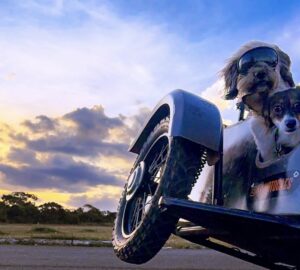 Dois cachorros em um sidecar em uma estrada de Brasília. O fotógrafo brasileiro ficou com o segundo lugar no concurso de fotos com iPhone