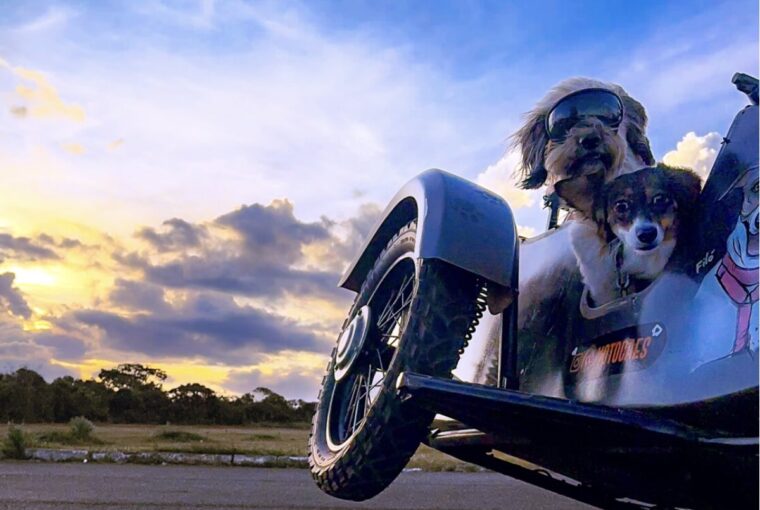 Dois cachorros em um sidecar em uma estrada de Brasília. O fotógrafo brasileiro ficou com o segundo lugar no concurso de fotos com iPhone