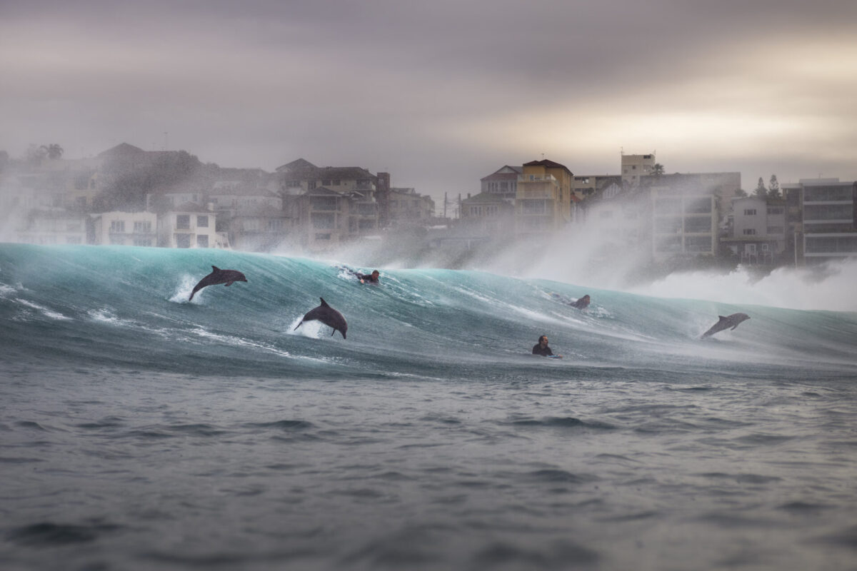 Surf de golfinhos, resgate de baleias e mais: premiação destaca cenas da vida marinha pelo mundo
