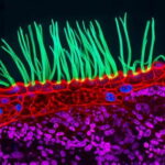Vídeo de microscopia vencedor do Nikon Small World