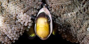 Um peixe com um crustáceo nos mares da Indonésia. Imagem Top100 do concurso de fotos panorâmicas
