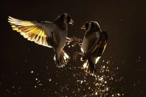 A série de imagens sobre aves em um campo de girassóis venceu a competição Bird Photographer of the year na categoria Melhor porfólio