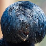 Ave ‘camuflada’ no Pantanal disputa o prêmio Comedy Wildlife 2025; veja as imagens finalistas