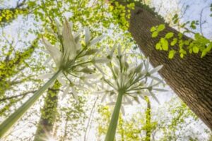 Plantas e árvore. A foto ganhou na categoria portfólio do Nature Photograher of The Year 2025