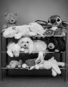 A cachorrinha se confunde com os bichos de pelúcia. Foto premiada no concurso One Shot Photo Contest