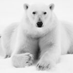 Concurso premia olhar em preto e branco sobre animais domésticos e selvagens; confira as imagens
