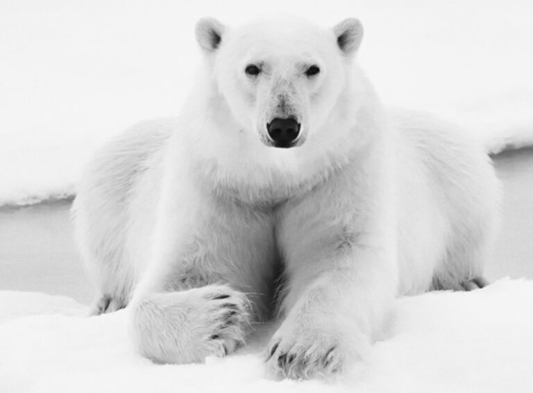 Concurso premia olhar em preto e branco sobre animais domésticos e selvagens; confira as imagens