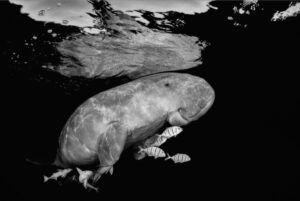 Foto rara de um dugongo, espécie de peixe boi