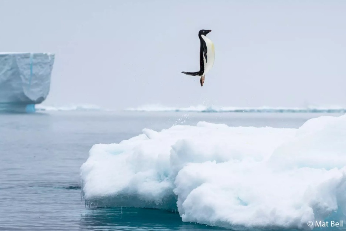 Pinguim dá um salto e parece levitar