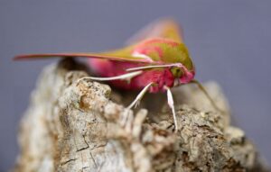 Uma mariposa colorida é uma das fotos finalistas do concurso da Royal Society of Biology