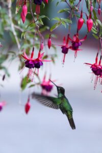 Beija-flor entre flores fúcsias foi a imagem do ano do concurso da Royal Society of Biology 2026