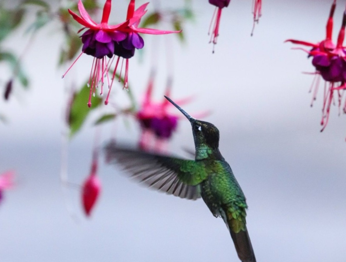 Premiação da Sociedade de Biologia britânica escolhe as melhores fotos retratando as cores da natureza