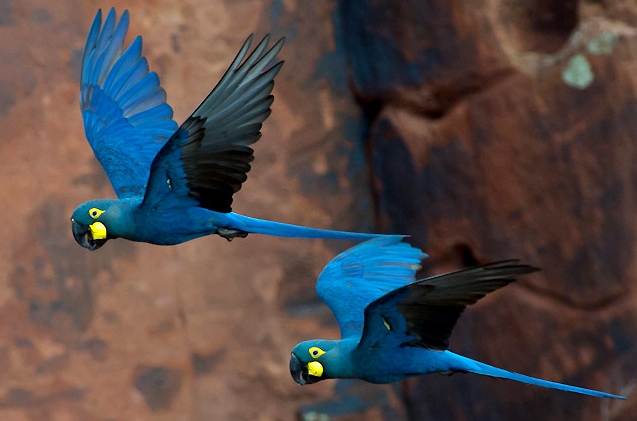 Prêmio de fotos da Wikipédia quer ampliar representação da fauna brasileira; inspire-se com as que já estão no acervo