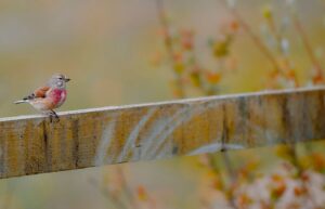 Passarinho pousado em um cerca foi uma das imagens finalistas do concurso de fotos da natureza