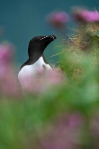 Um pássaro entre flores é uma das imagens finalistas do concurso de fotos de natureza