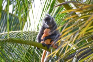 Um macaco segurando um filhote.A imagem é uma das finalistas do Royal Society of Biology